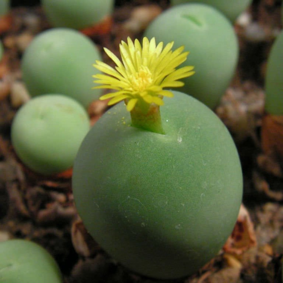 Conophytum Calculus Seeds for Planting Organic, Heirloom, Non-GMO Rare Succulent Seeds
