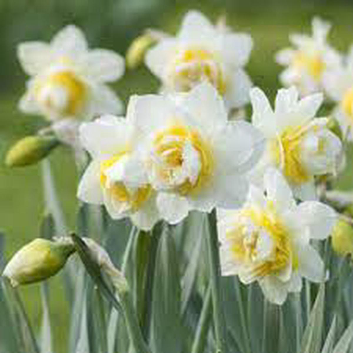 Daffodil Flower Seeds for Planting White & Yellow Blooms, Heirloom, Non-GMO Seeds