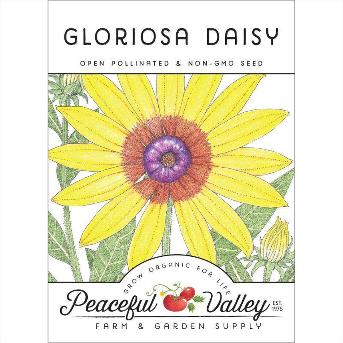 Daisy Gloriosa (pack)