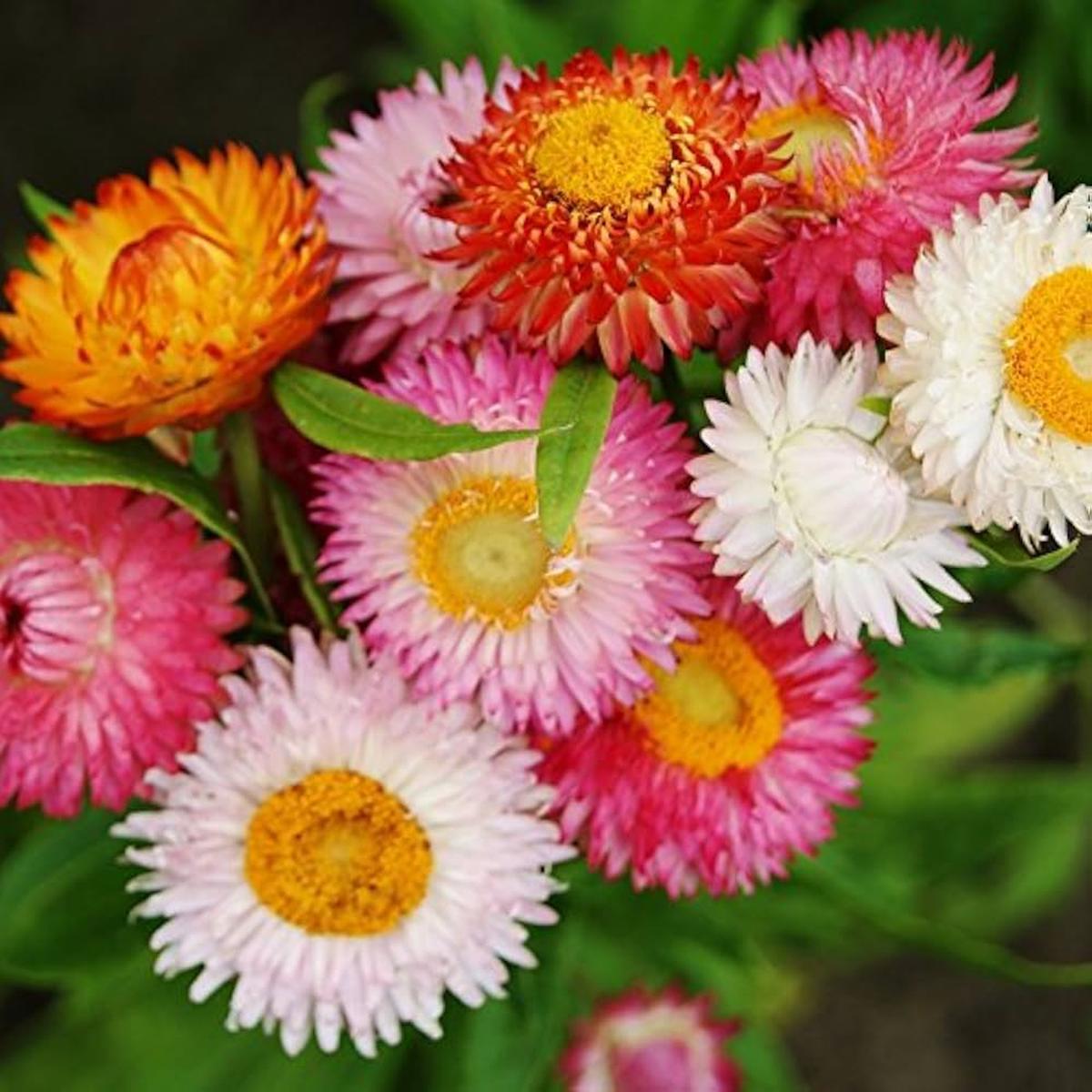 Elicriso High Double Mix Flower Seeds, Seeds