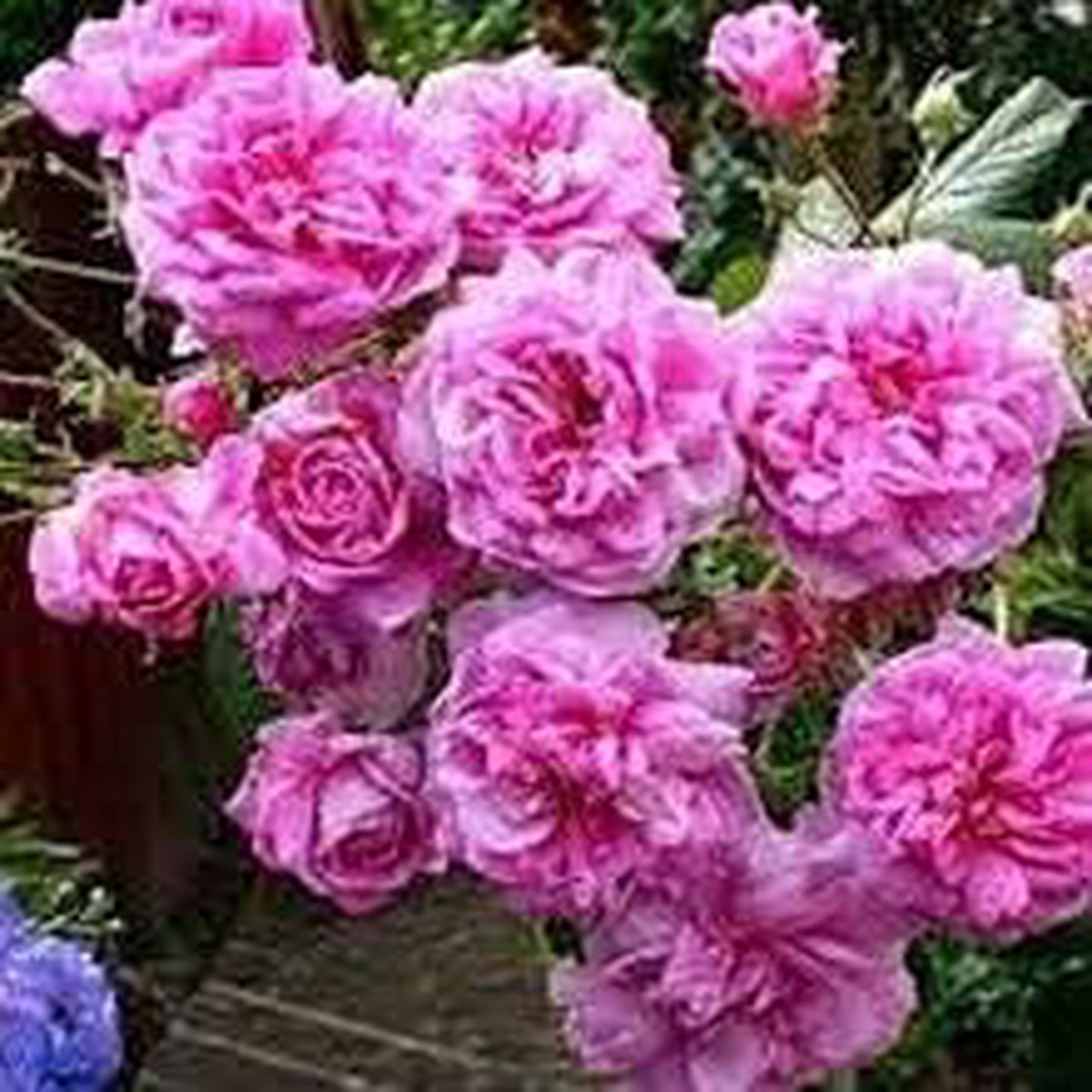 Pink Damask Flower Seeds for Planting Heirloom, Fragrant, Non-GMO Blooms