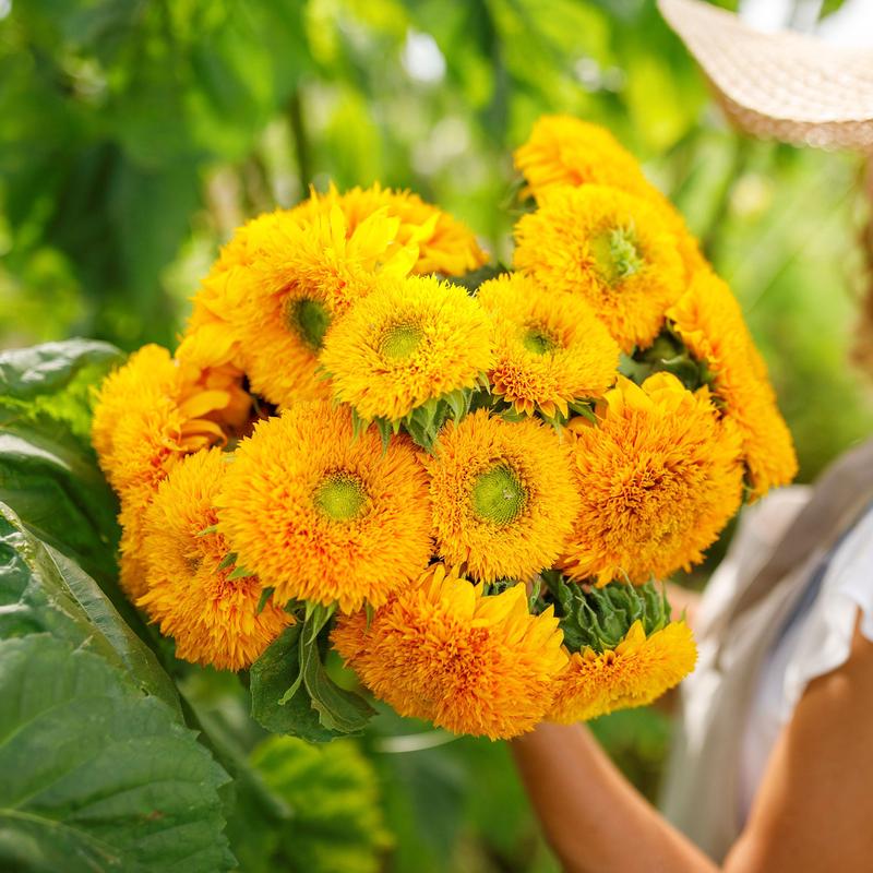 Sunflower Seeds (Dwarf) - Sungold