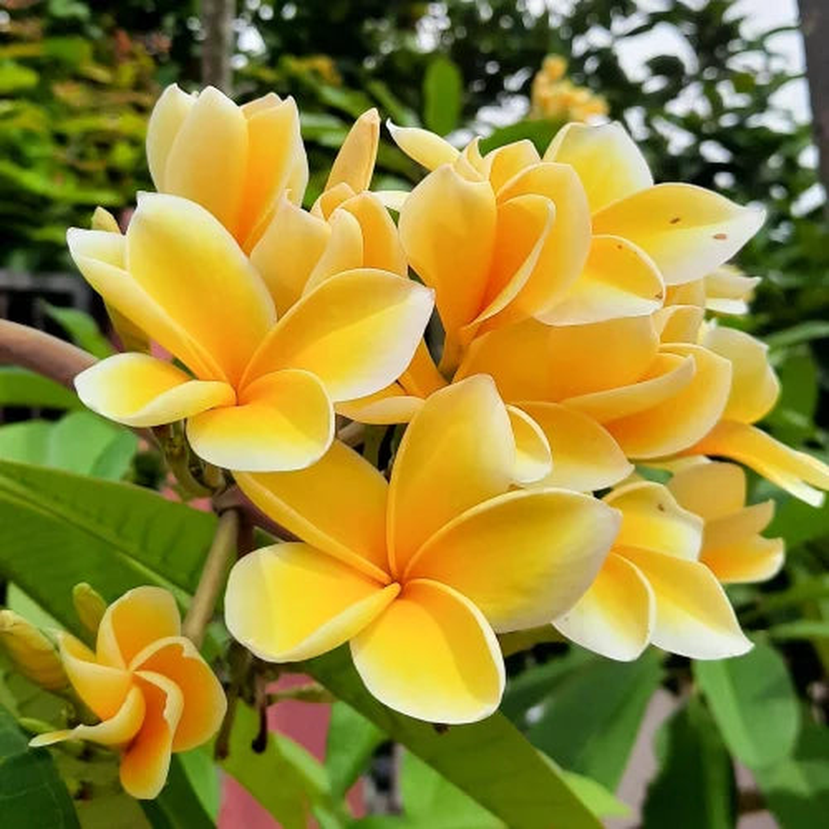 Yellow White Egg Flower Seeds for Planting Heirloom Non-GMO High Germination Organic Garden Seeds