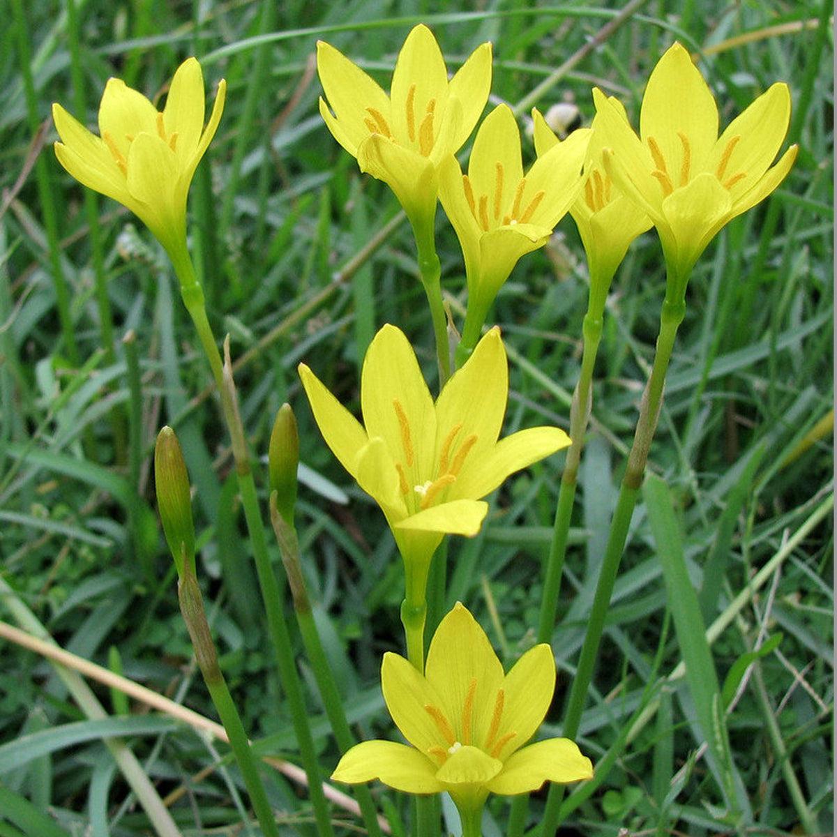Yellow Zephyranthes Flower seeds for Planting Shade Tolerant Heirloom & GMO Free Seeds for Home Garden Sale