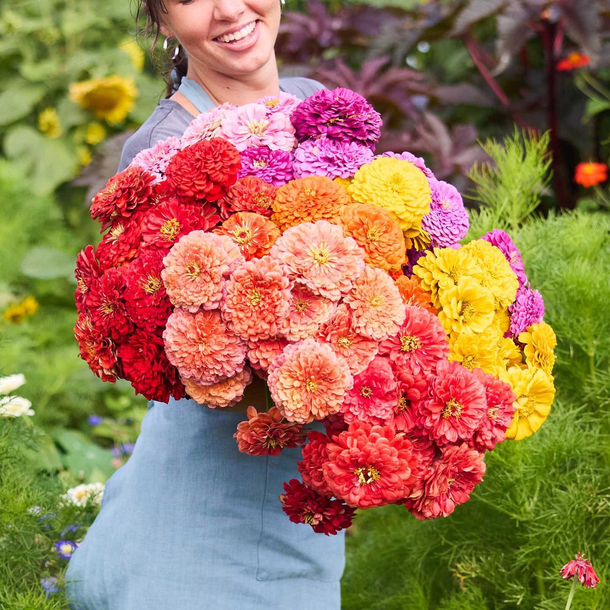 Zinnia Bundle - Benary's Giant Flame Series