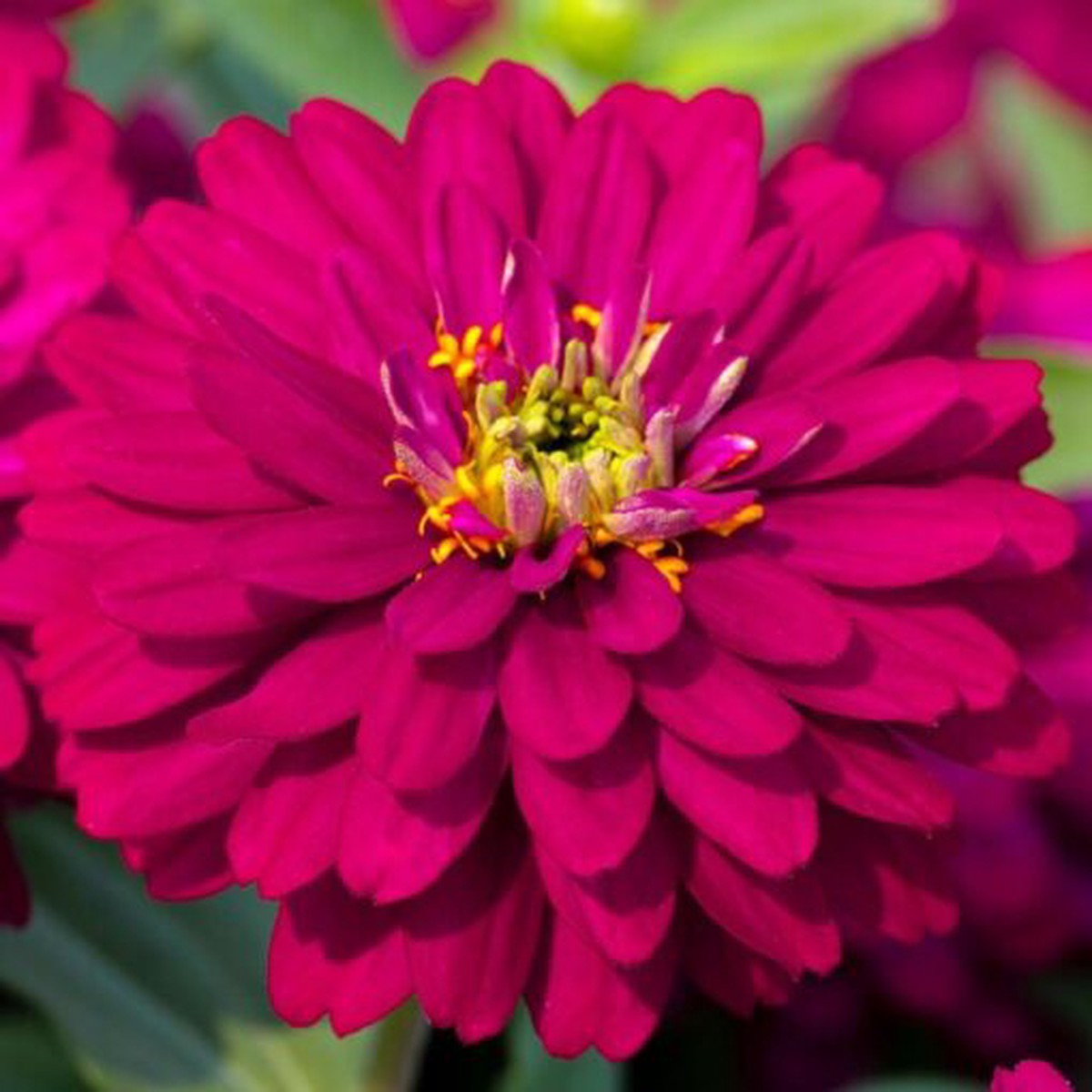 Zydeco Cherry Zinnia Seeds | Bright Cherry-Red Zinnia Variety Heirloom, Non-GMO, High Germination Organic Garden Seeds