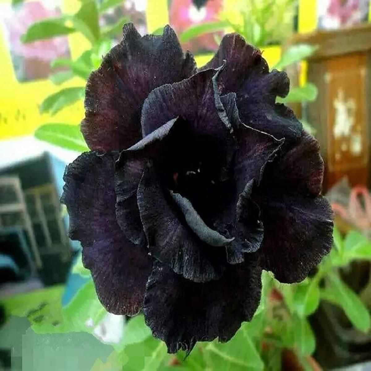 Adenium Obsum Desert Rose Dark Lord Flower Seeds Home Garden Planting, Premium Organic Blooming