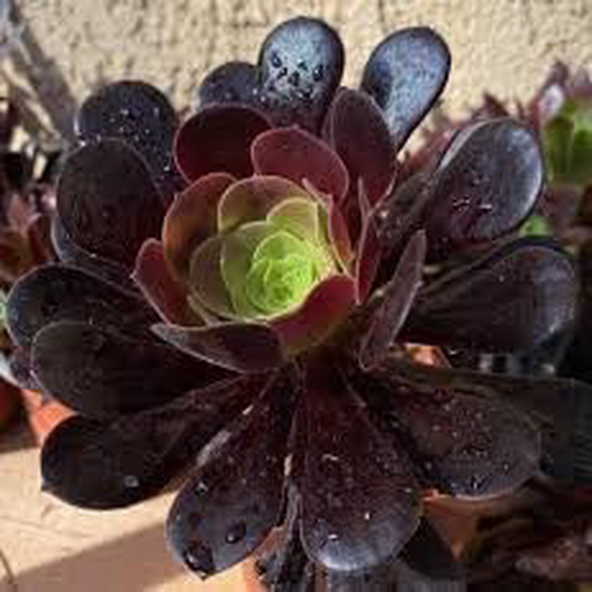 Aeonium Flower seeds for Planting Seasonal Bloomer Heirloom & GMO Free Seeds for Home Garden