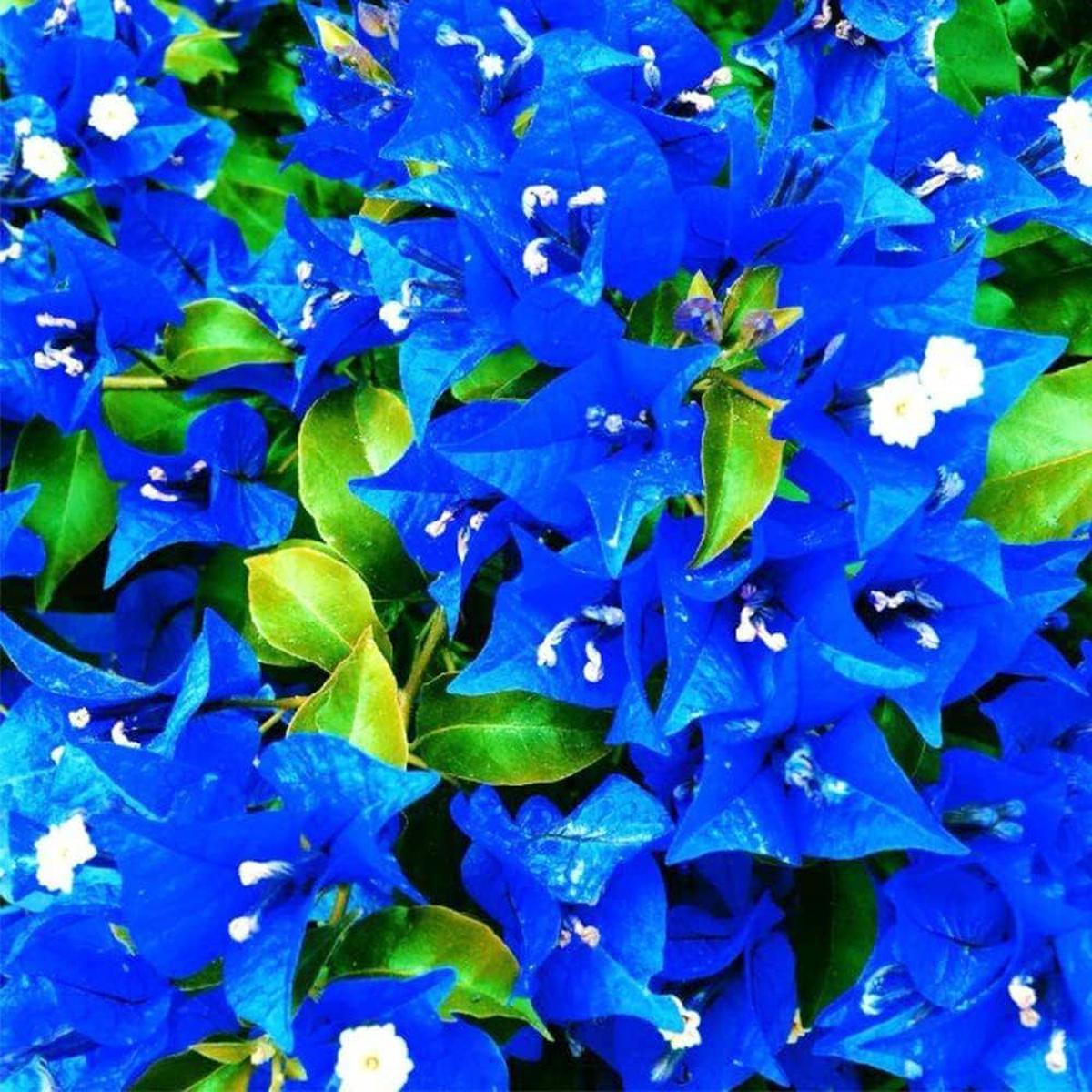 Blue Bougainvillea Flower Seeds for Planting Pack