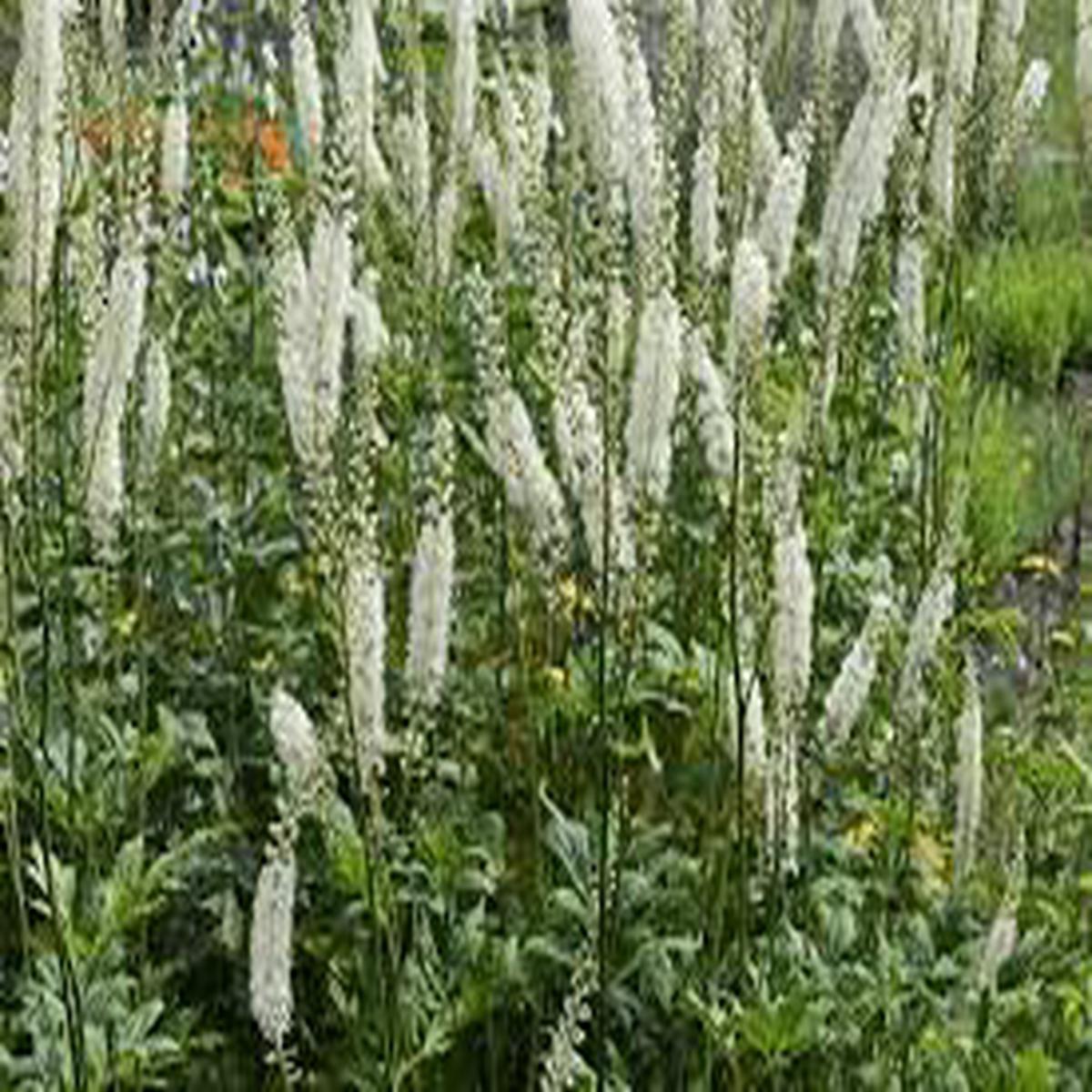 Cimicifuga Flower Seeds for Planting Pollinator Friendly, Heirloom & Non-GMO