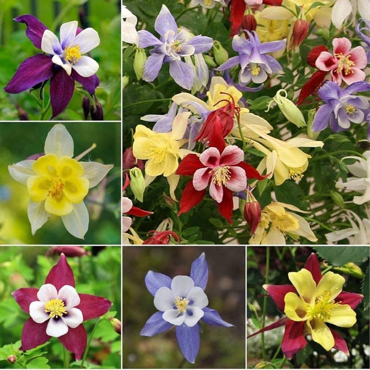 Columbine McKana Giants Mix Seeds for Stunning Flower Growth