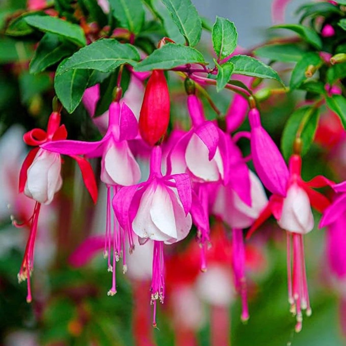 Fuchsia Fuchsia spp Flower Seeds for Planting in Flower Bed