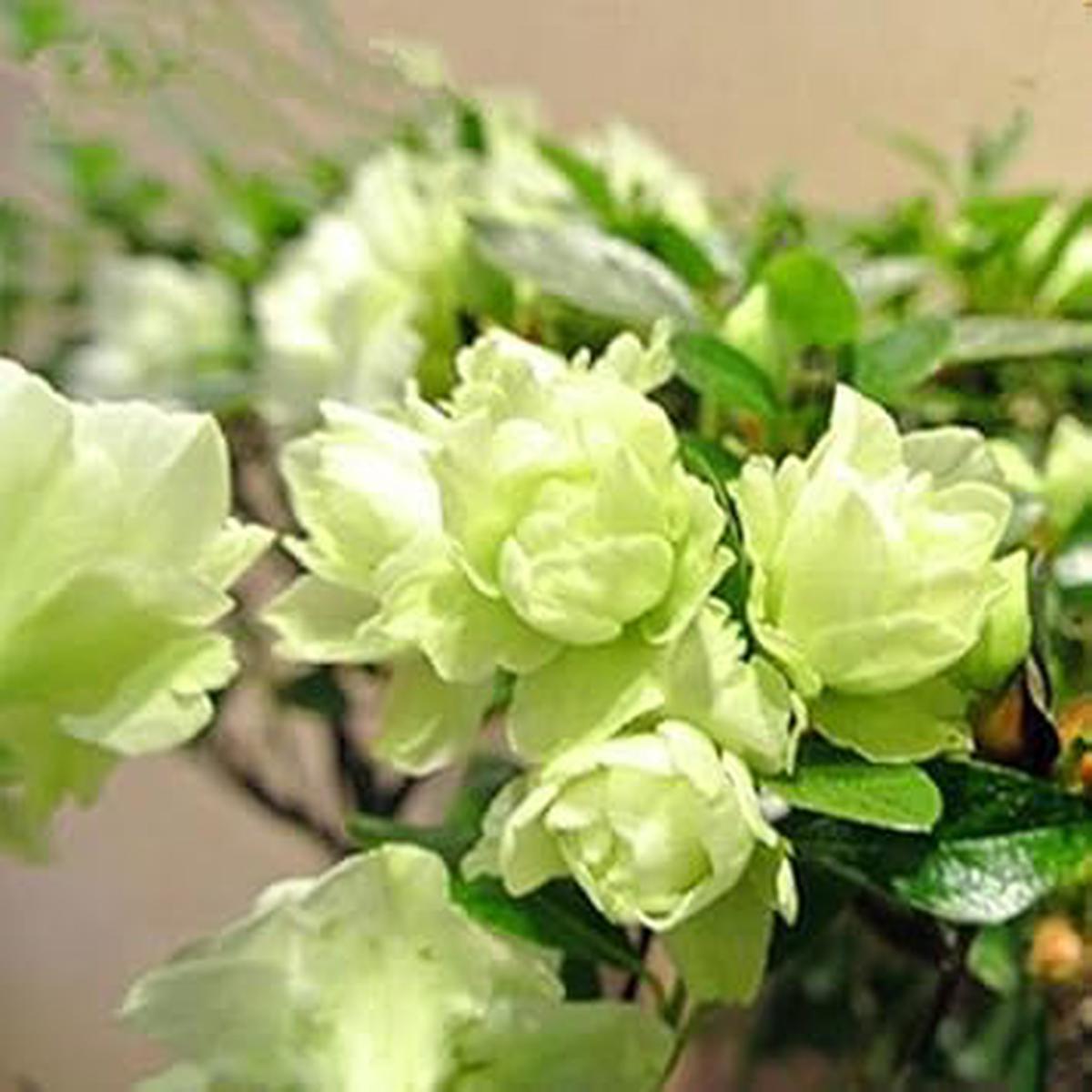 Green Azalea Tree - Heirloom, Non - Gmo Seeds