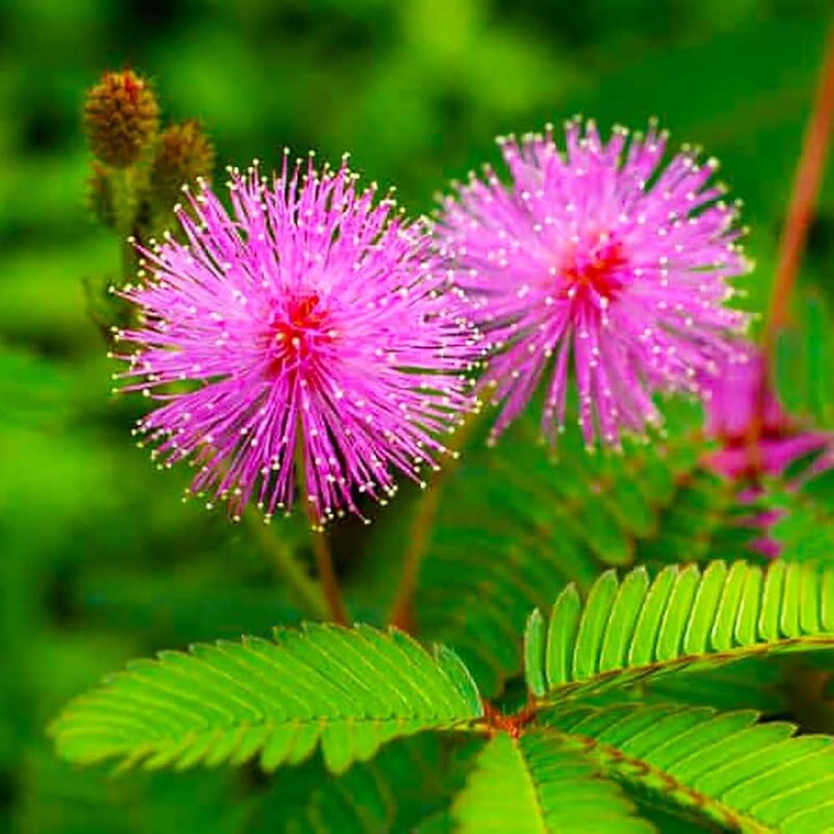 Heirloom Mimosa Pudica with Pink Flowers - Seeds for Sensitive Plant & Bashful Grass