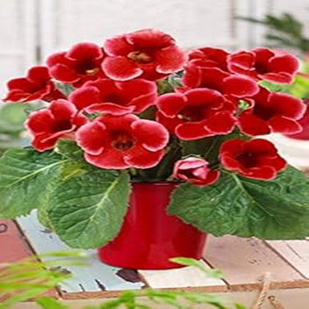 Red Gloxinia Heirloom Non-GMO Seeds for Planting High Germination Organic Garden Seeds