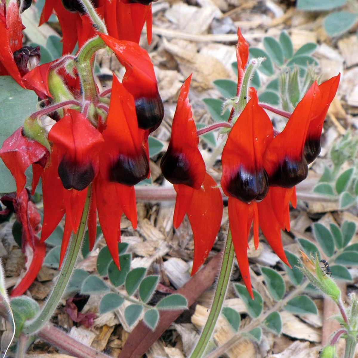 Sturt's Desert Pea Flower Seeds for Planting Heirloom, Non-GMO, High Germination Organic Garden Seeds