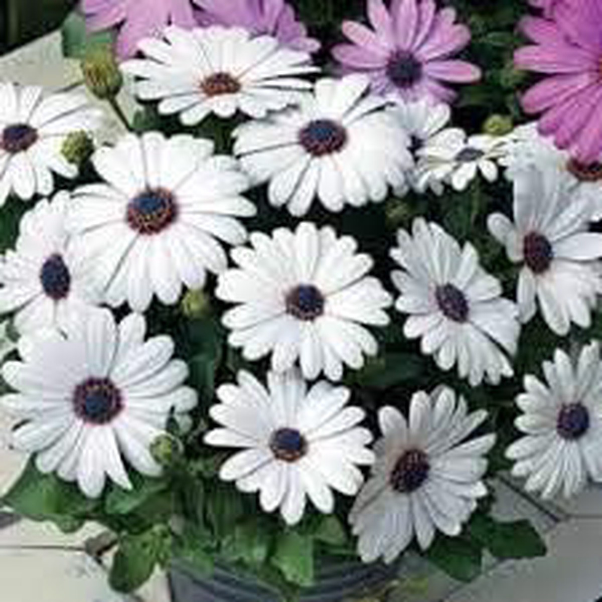 White Osteospermum Flower Seeds, Heirloom, Non-GMO Seeds for Planting