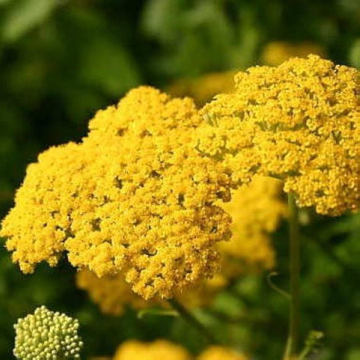 Yellow Yarrow Seeds Achillea millefolium for Planting in Dry Garden and Flower Border