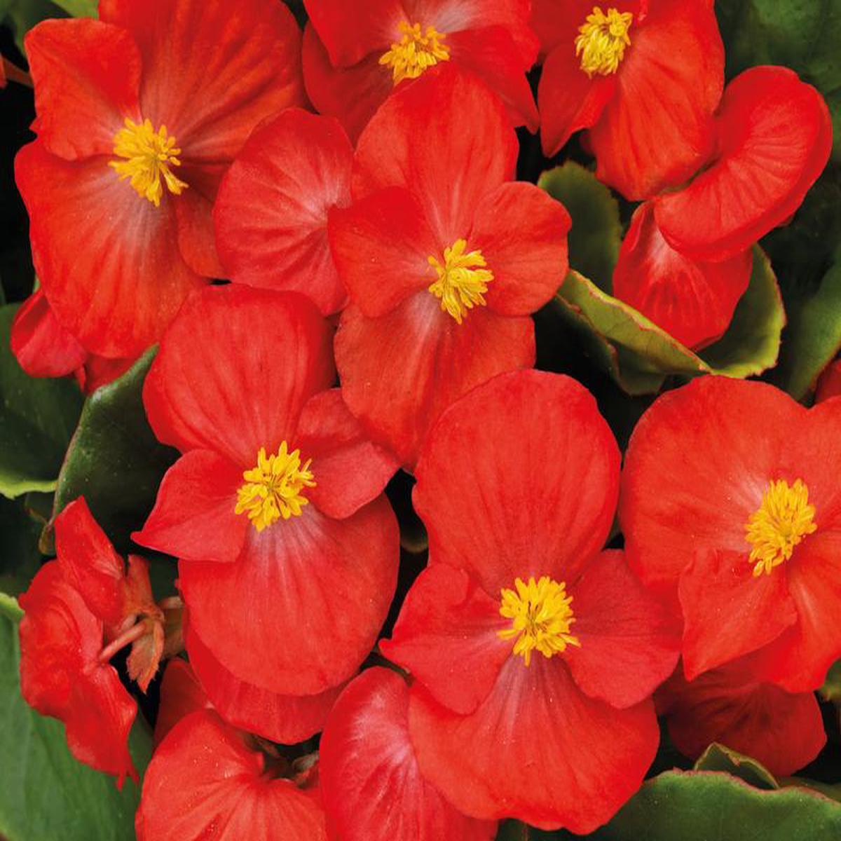 Begonia Sprint Plus Red - 10 seeds