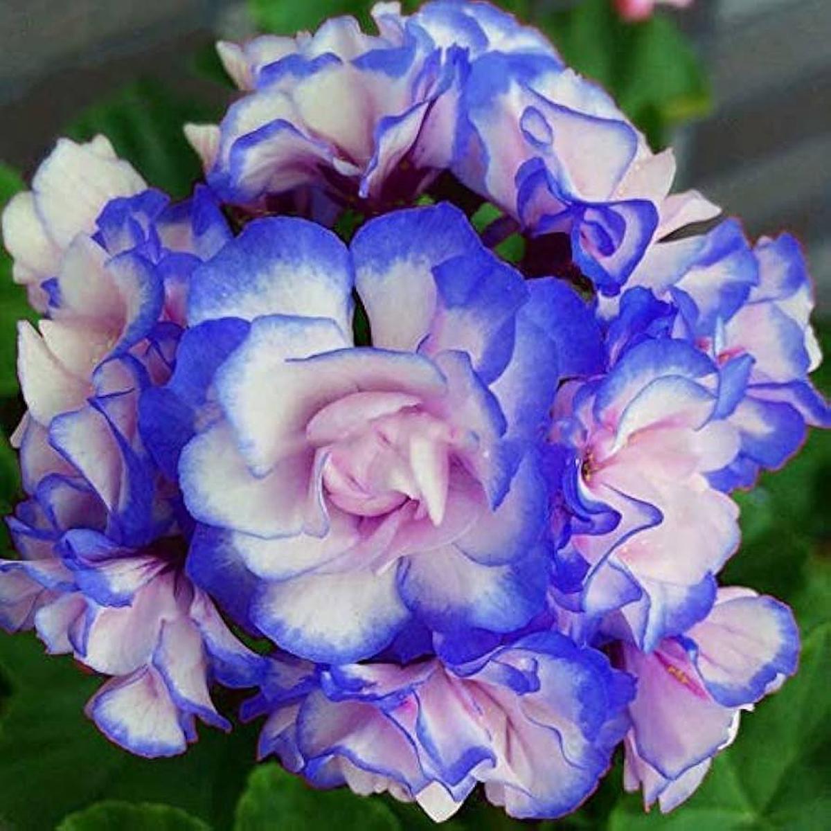 Blue White Geranium Pelargonium Flower Seeds for Planting Wildflower Mix, Heirloom Non-GMO Seeds