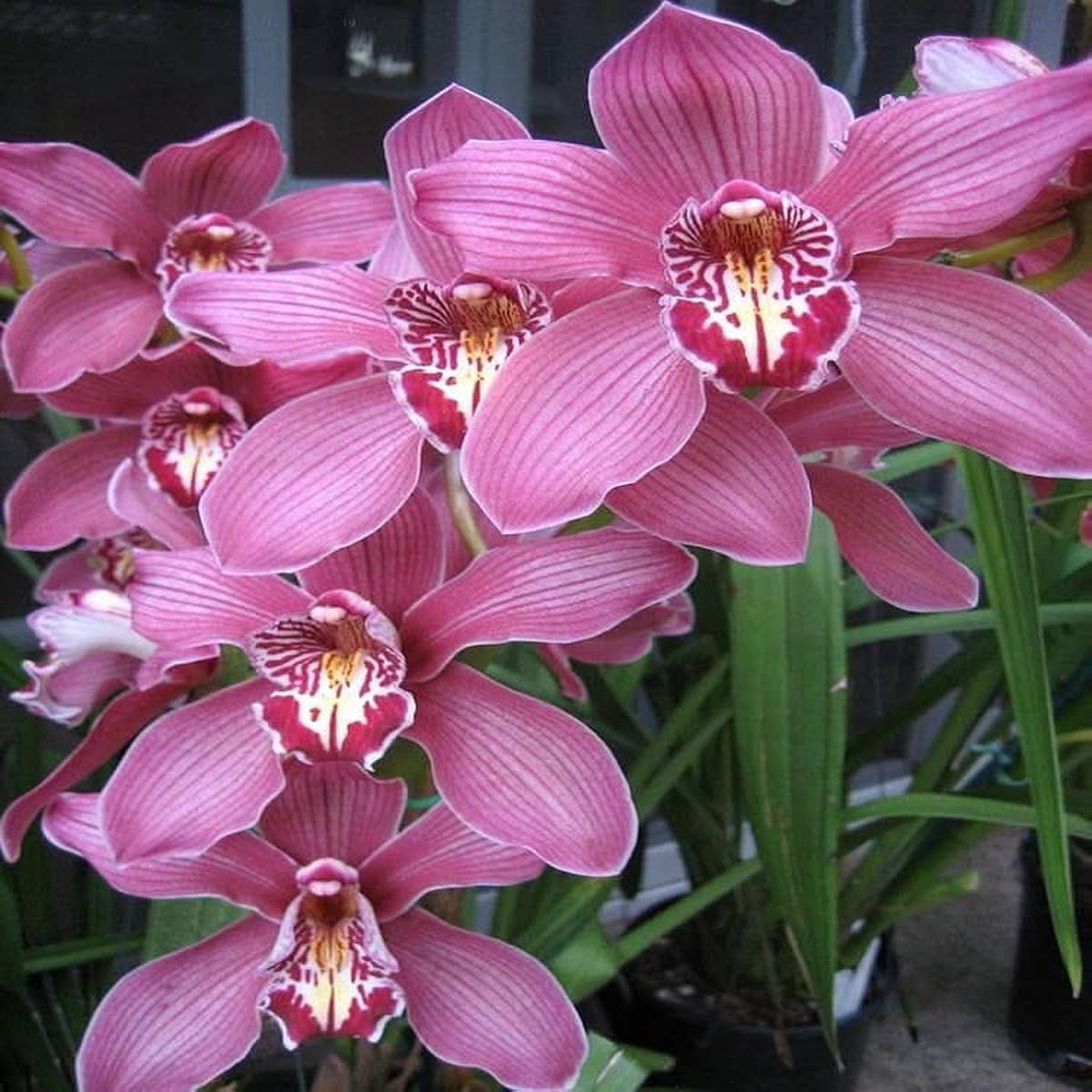 Chinese Cymbidium Mixed Varieties Rare Orchid Flower Seeds