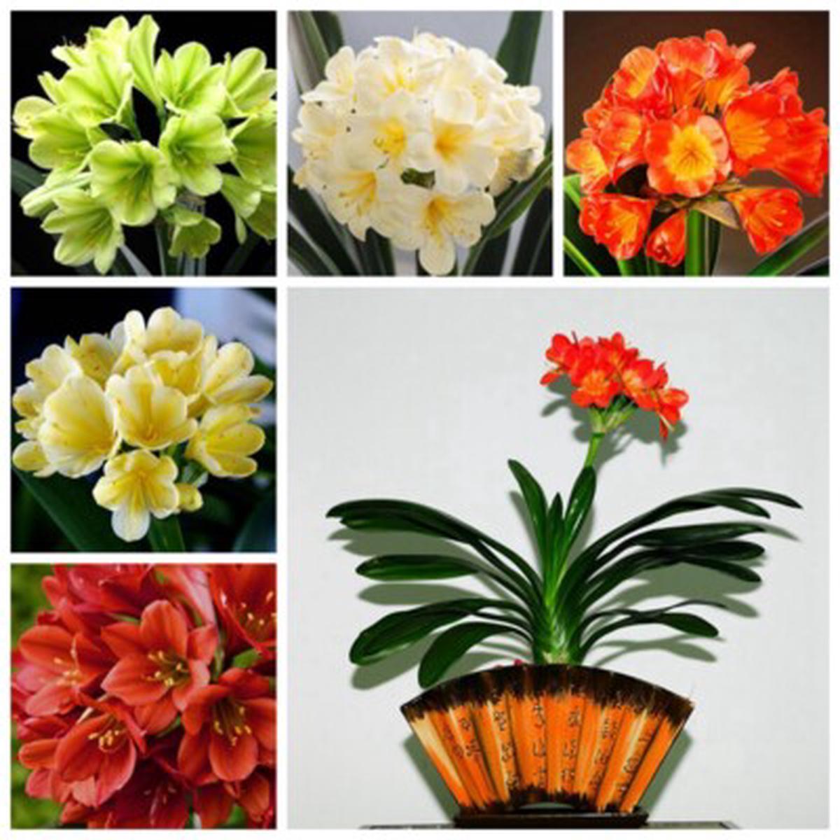 Clivia Multicolor Clivia Flower Flower Seeds for Home Garden Planting, Fragrant Organic Blooming