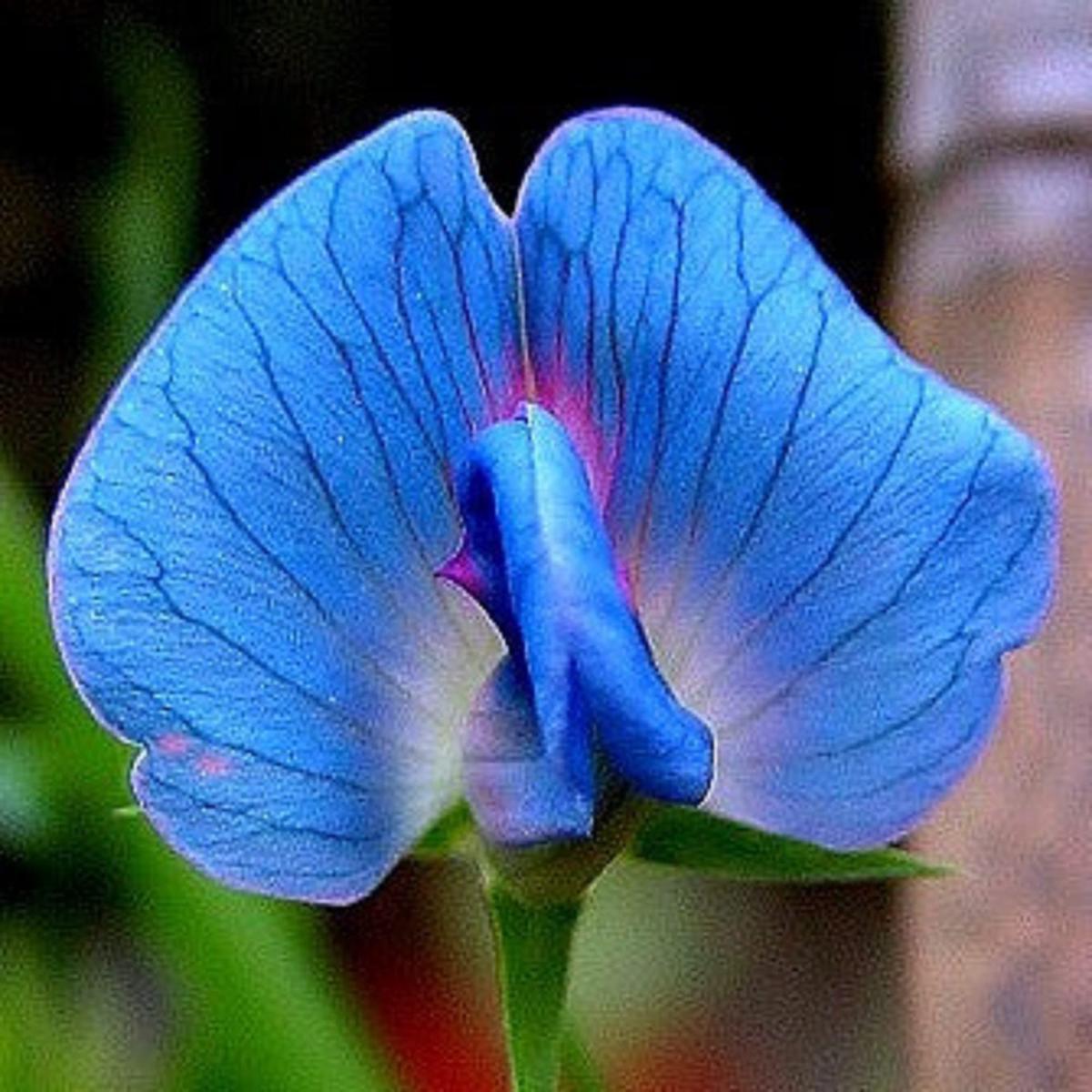 Light Blue Sweet Pea Flower Seeds for Planting Heirloom, Non-GMO, Compact Growth, High Germination