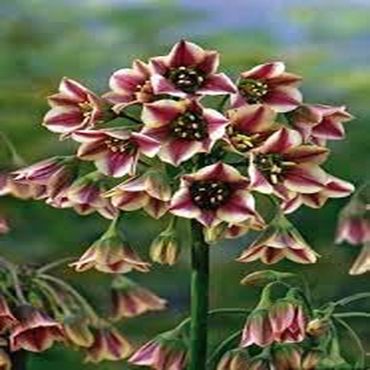 Nectaroscordum Flower Seeds for Planting - 100 pcs