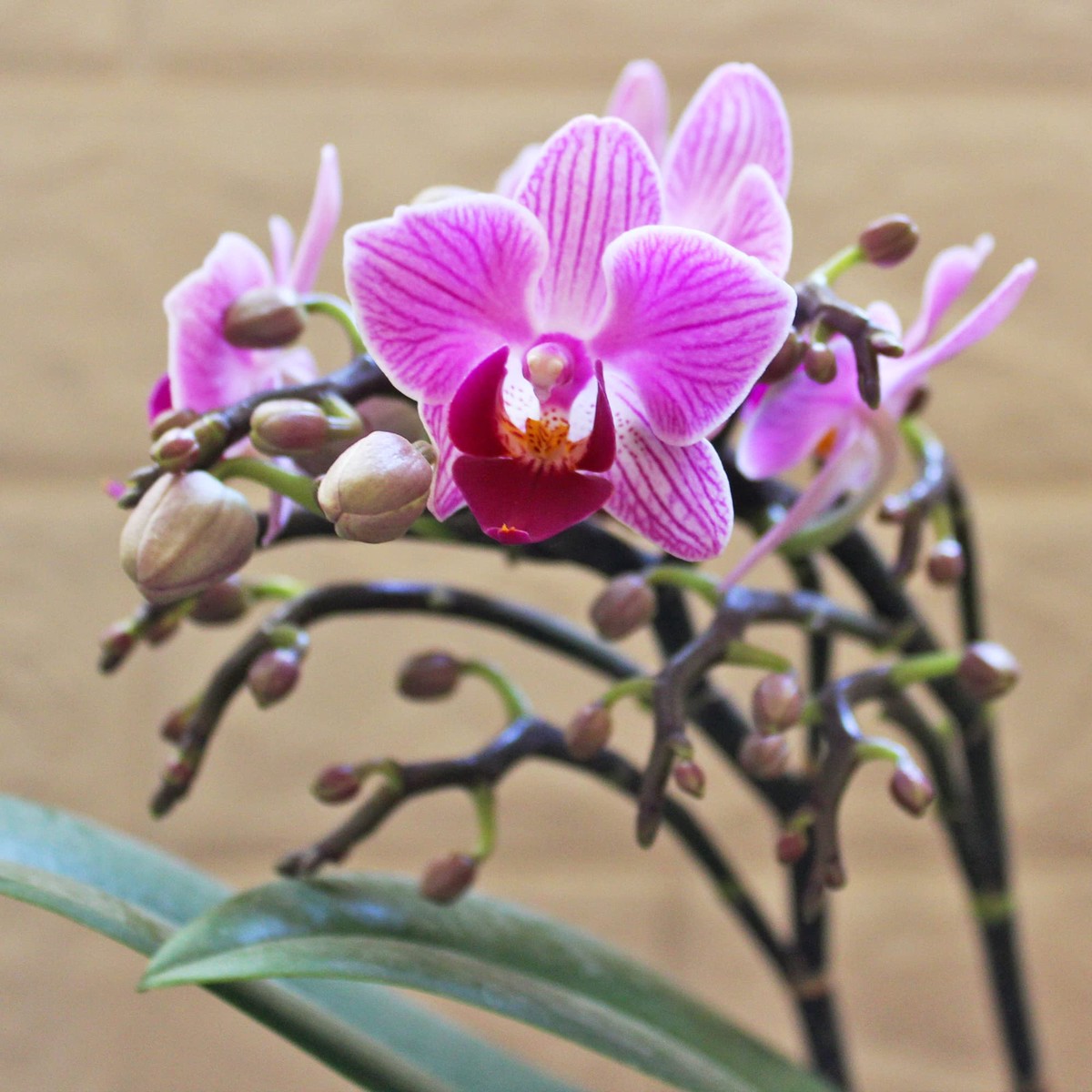 Phalaenopsis Orchid Seeds ( , Rare Mini Orchid, Easy Grow)