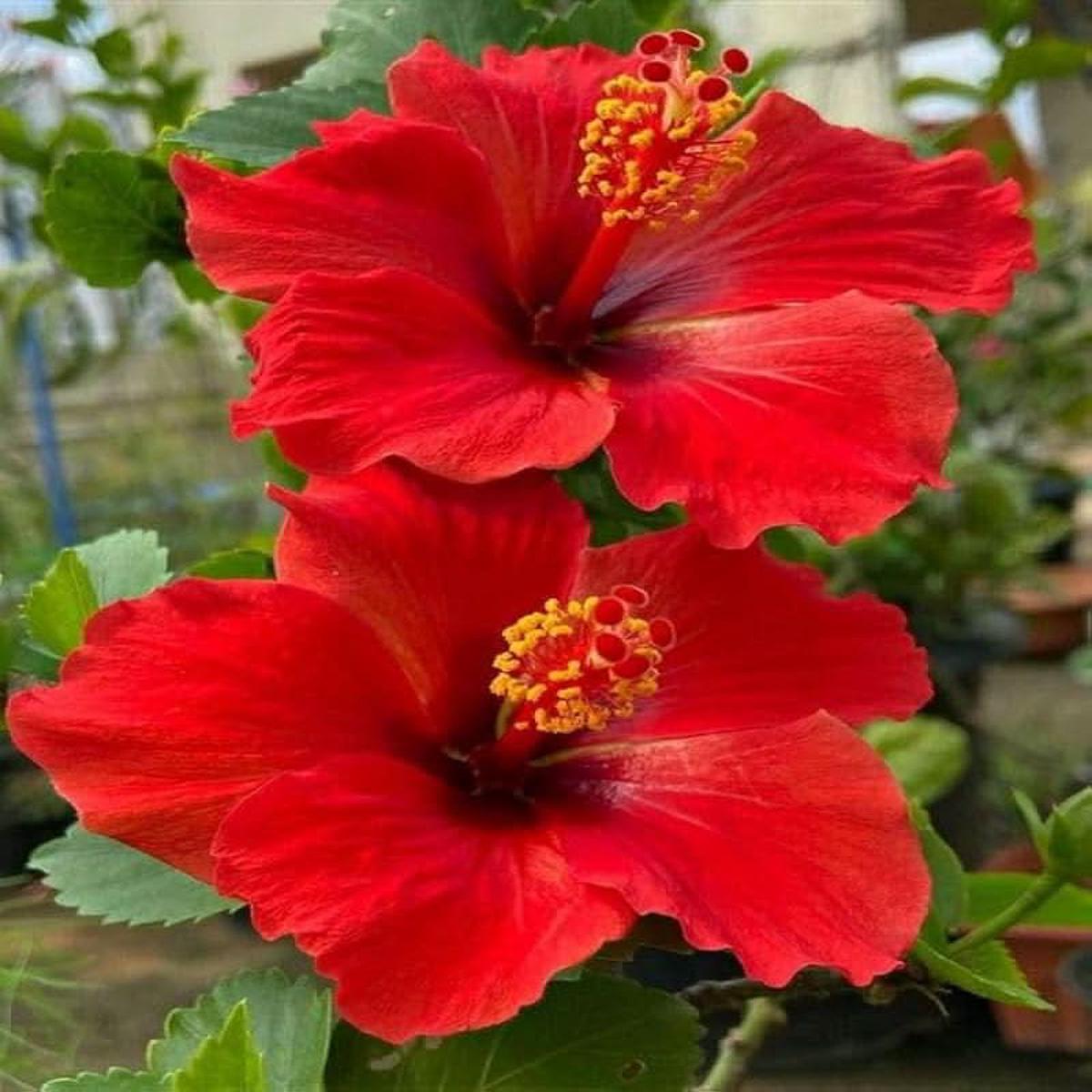 Red Hibiscus Rosa-Sinensis Flower Seeds Heirloom, Non-GMO Flower Seeds for Planting