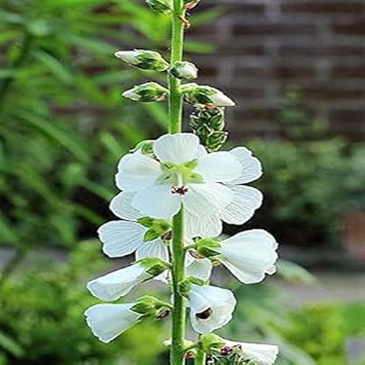 White Checkermallow Flower Seeds for Planting - 100 pcs