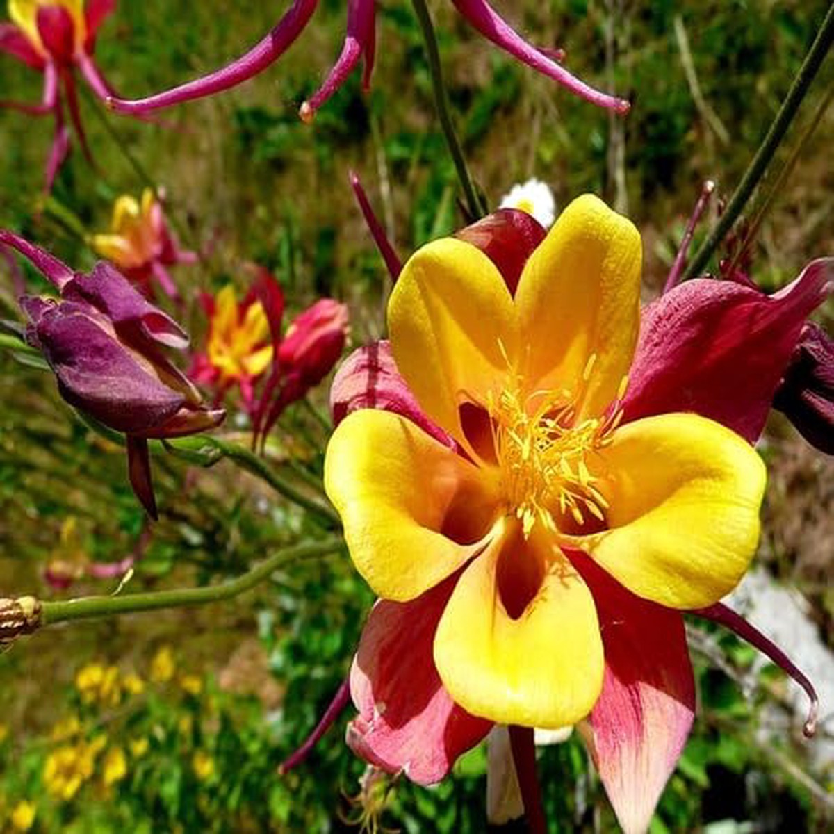 Aquilegia Flower Red Yellow