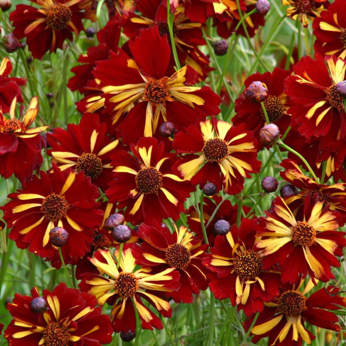 Coreopsis Seeds - Roulette