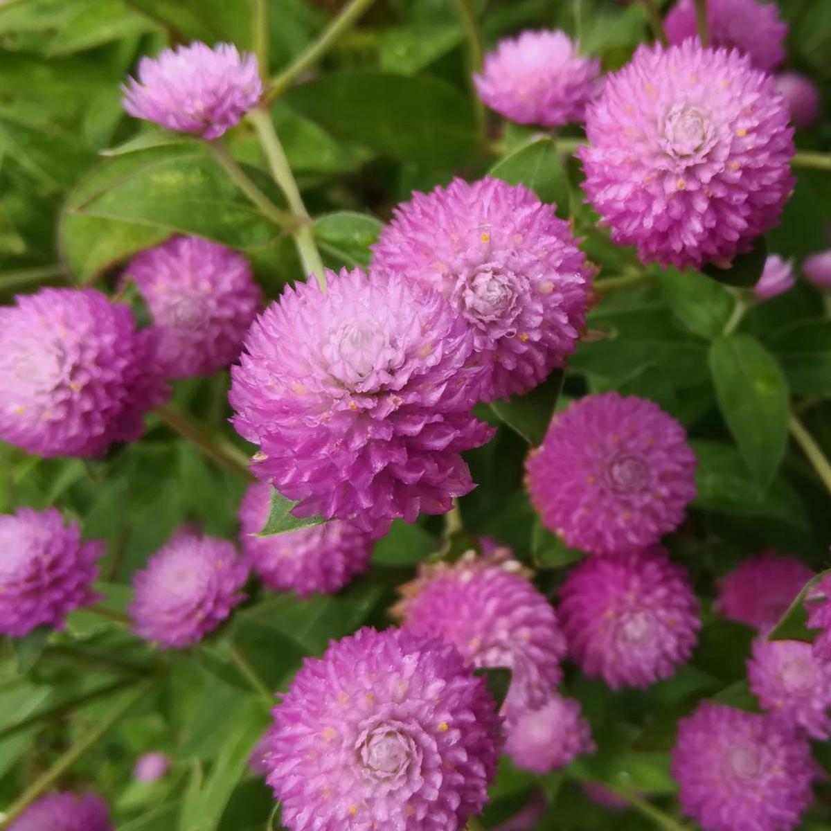 Gomphrena Extra Dwarf Gnome Pink Seeds (50 Seeds)