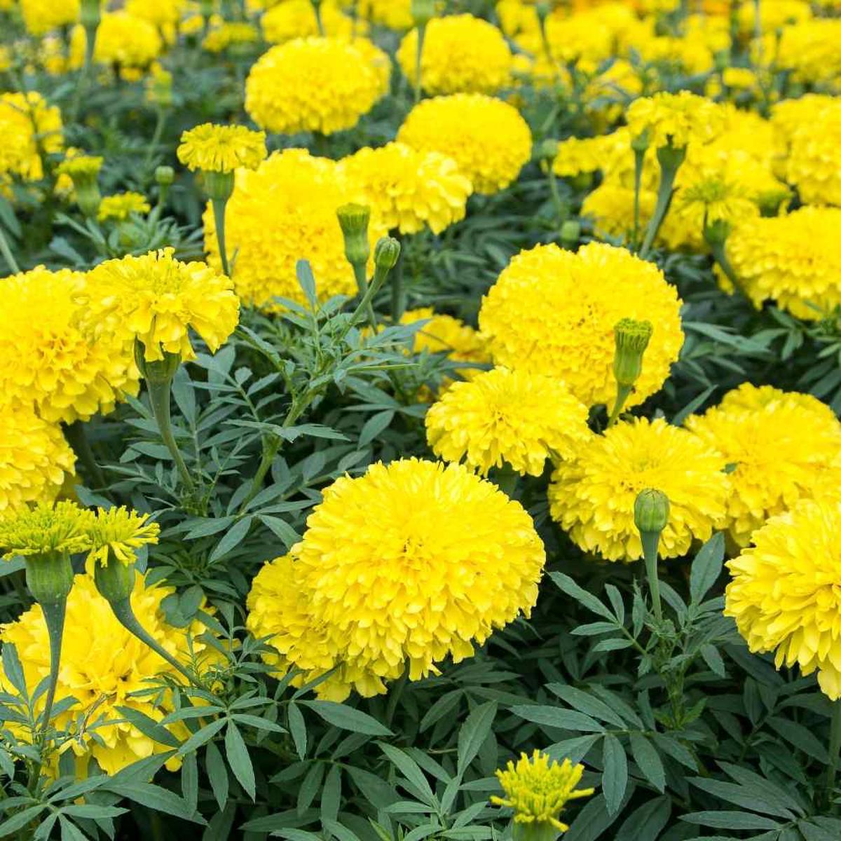 Heirloom Non-GMO Marigold Flower Seeds for Planting Bright and Hardy Garden Blooms