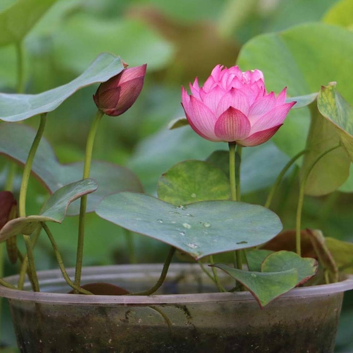 Mini Lotus Nymphaea spp Flower Seeds for Planting in Water Garden and Pond