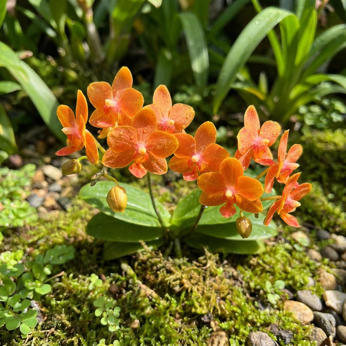Orange Cattleya Orchid Seeds for Planting Stunning Garden Flowers