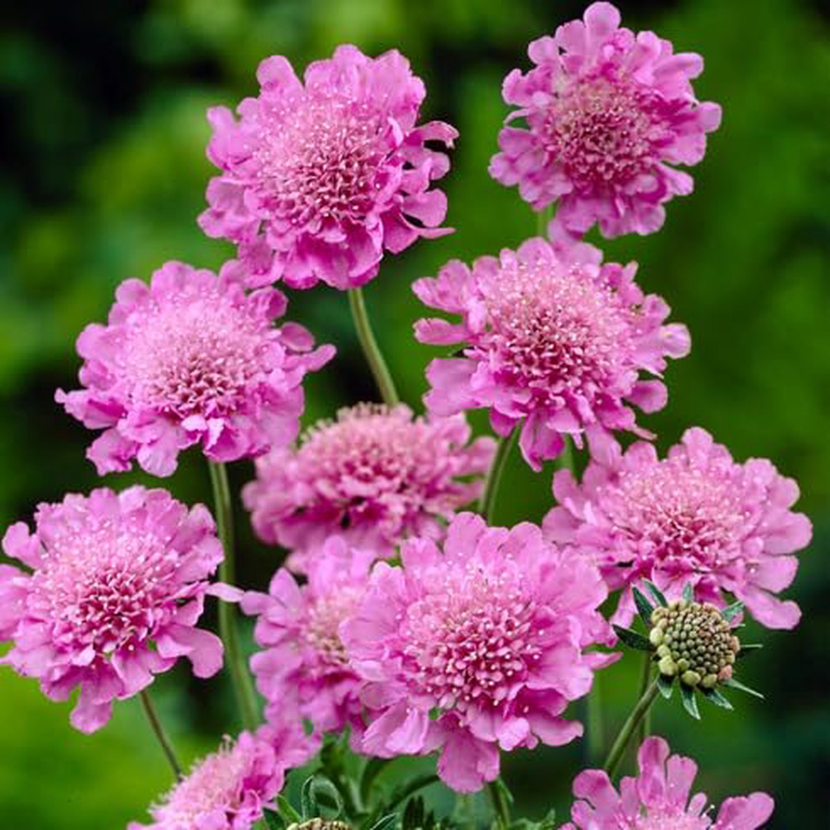Pink Scabious Flower