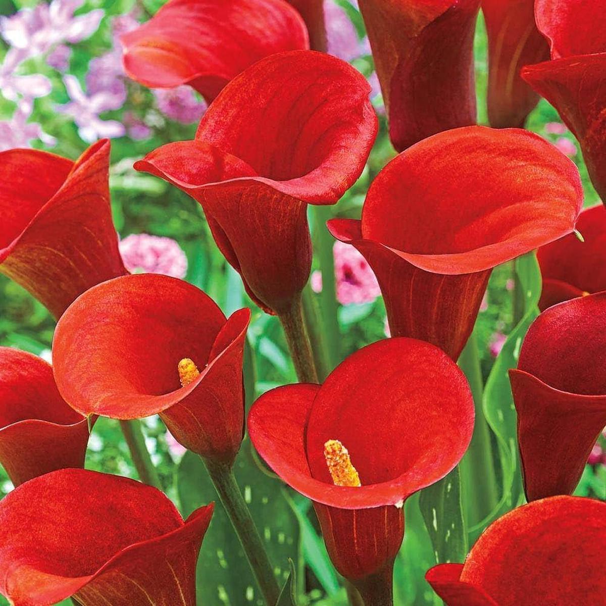 Red Calla Lily Seeds Zantedeschia for Planting in Flower Bed & Garden
