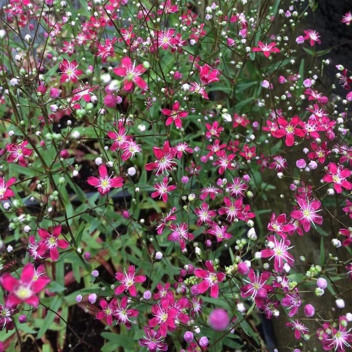 500 Dark Rose Annual Baby's Breath Flower Seeds
