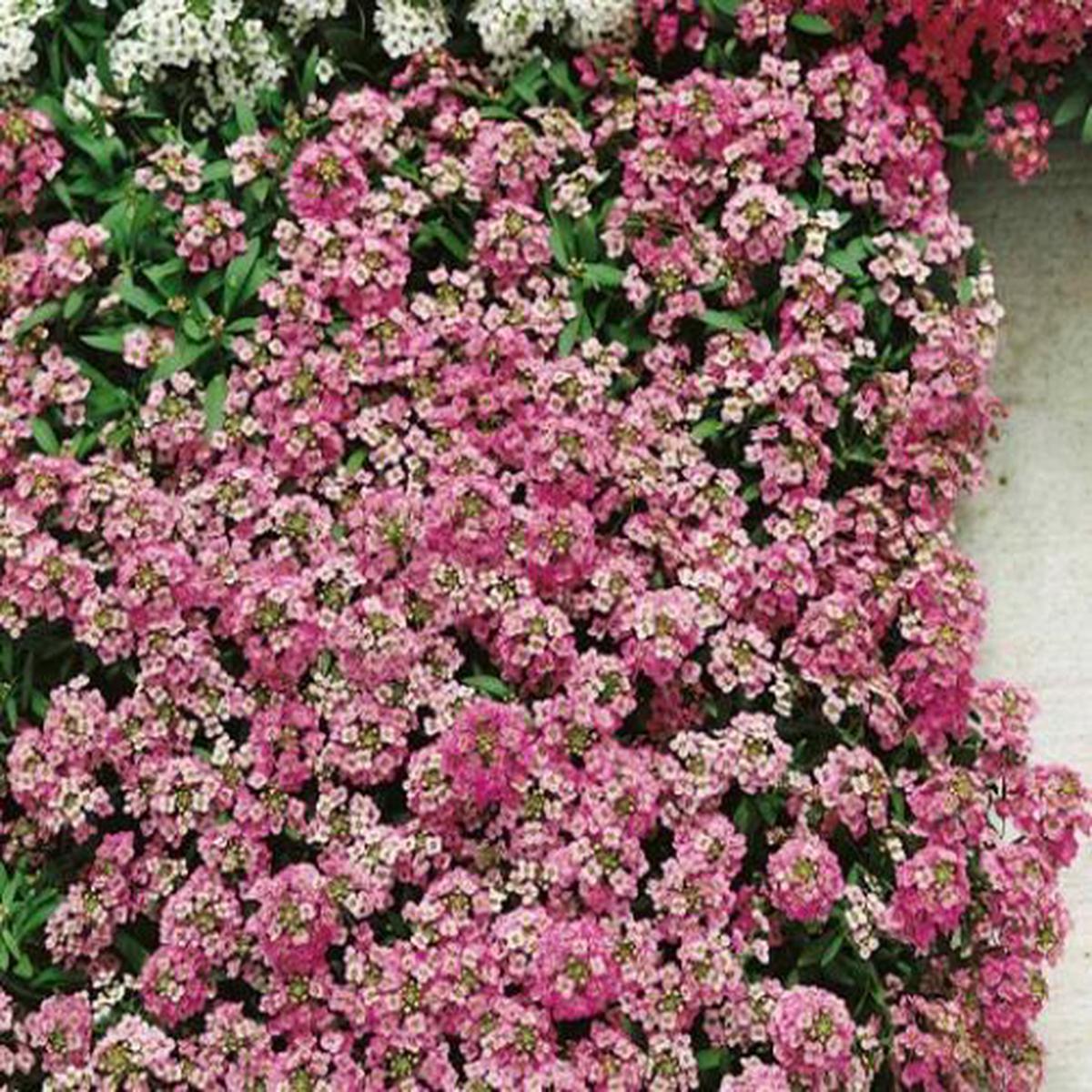 Alyssum Pink Imported  Heirloom, Non-GMO, High Germination Organic Garden Seeds