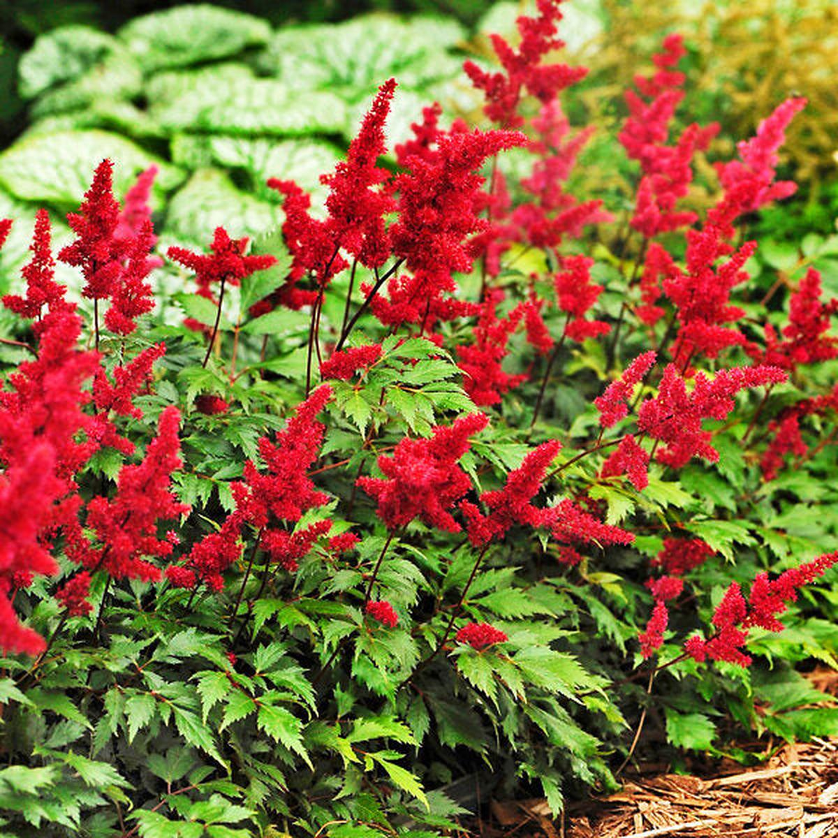 Astilbe Red Flower Seeds for Bold Planting Blooms