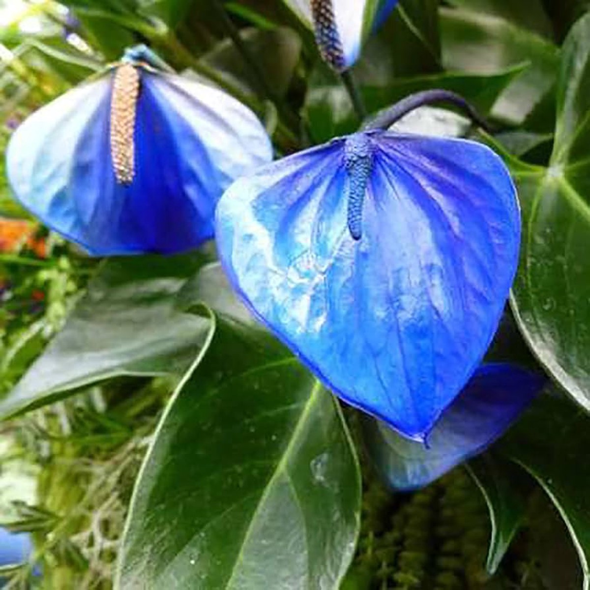 Blue Anthurium Planting Seeds for Garden Heirloom & Non-GMO, High Germination Seeds