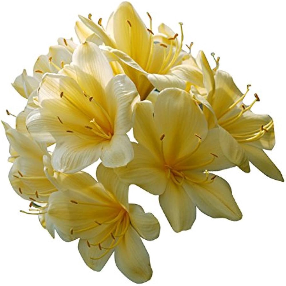 Clivia Seeds, Rare Color Clivia Chinese Flower Seeds