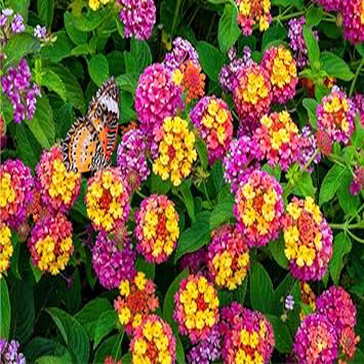 Heirloom Multi-Colored Lantana Flower Seeds for Planting Non-GMO, High Germination Organic Garden Seeds