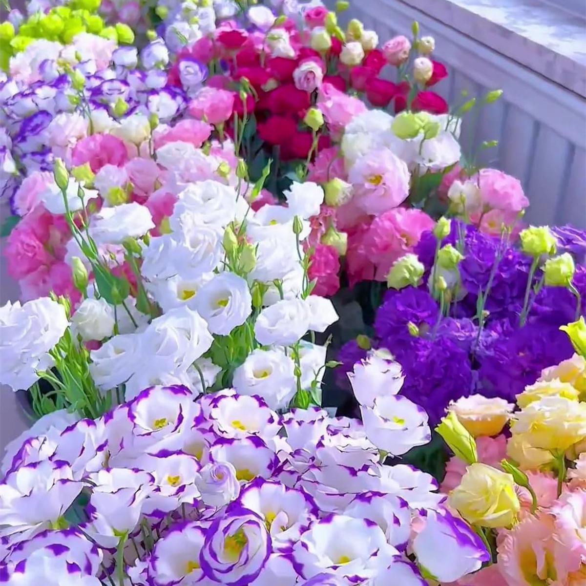 Lisianthus Seeds for Planting Heirloom, Non-GMO, Long-Lasting, Easy to Grow