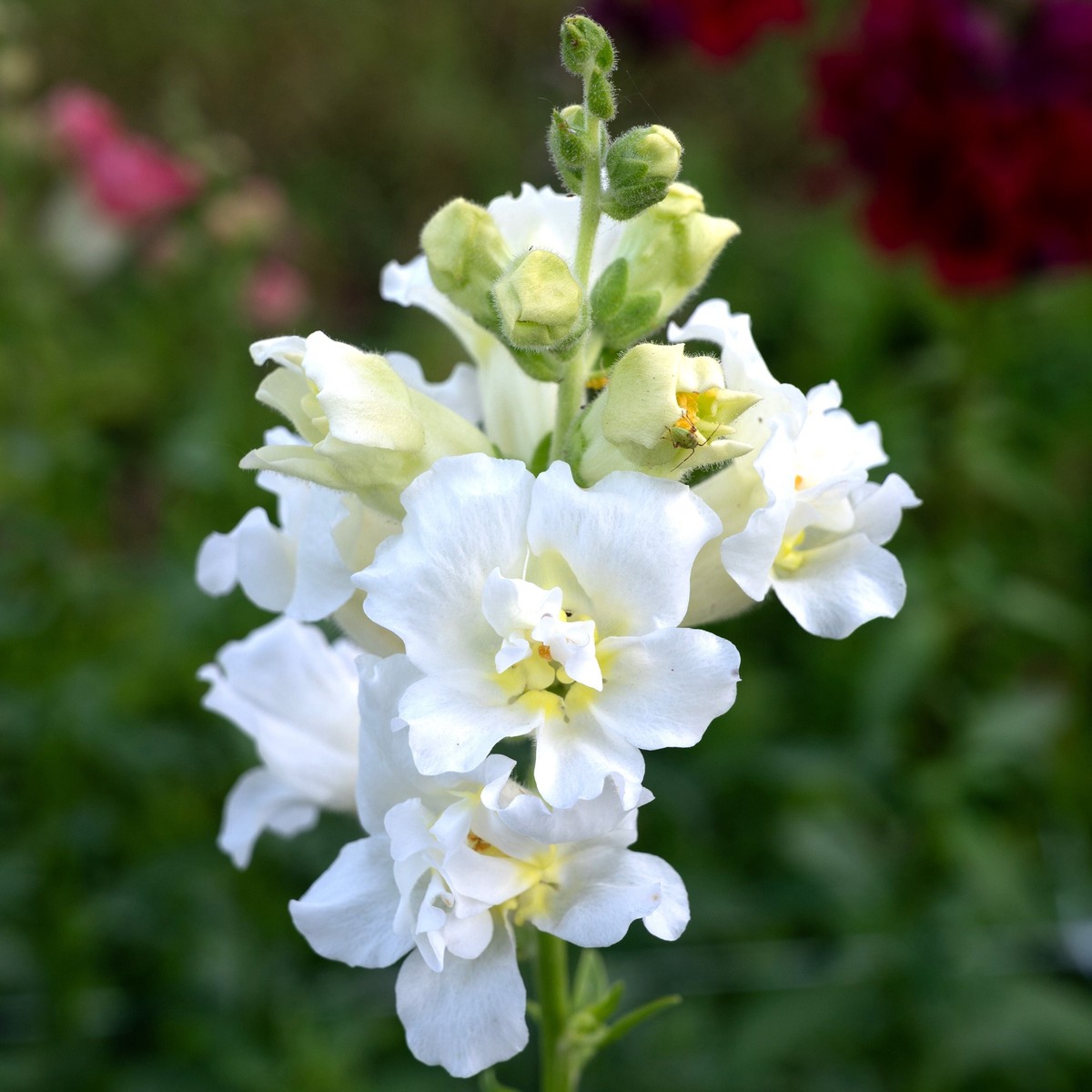 Madame Butterfly Ivory F1