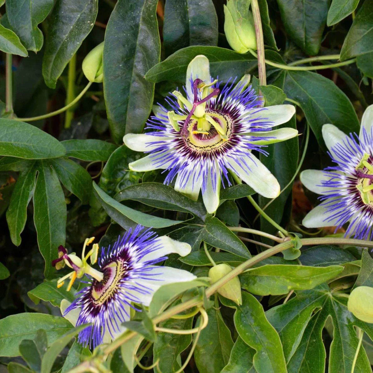Passiflora Mixed Passion Flower Seeds for Planting Heirloom, Non-GMO, Pollinator-Friendly, Easy to Grow