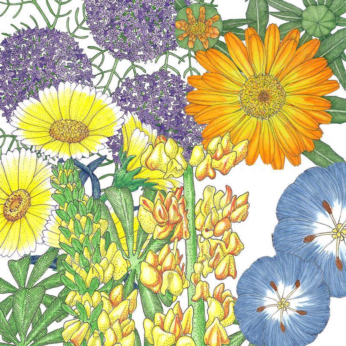 Peaceful Valley Flowering Pollinator Mix (1/4 lb)
