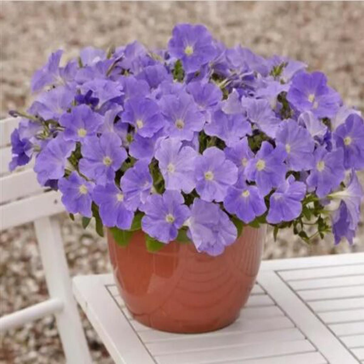 Petunia Easy Wave Sky Blue Spreading Petunia Imported Pelleted Heirloom, Non-GMO, High Germination Organic Garden Seeds